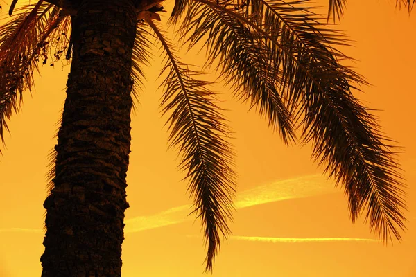 Silhouet van tropic palmboom — Stockfoto