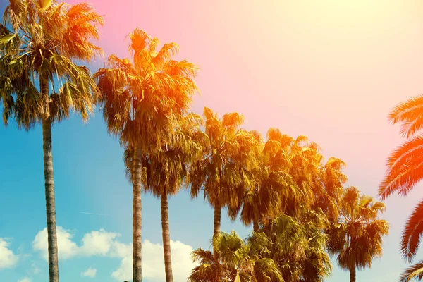 Rangée Palmiers Tropiques Contre Coucher Soleil — Photo