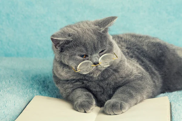 眼鏡をかけて本の上に横たわる猫 — ストック写真