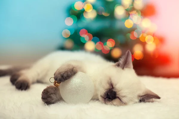 Gatito durmiendo contra árbol de Navidad — Foto de Stock