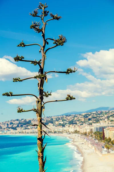 Tropický strom proti panoramatické Nice — Stock fotografie