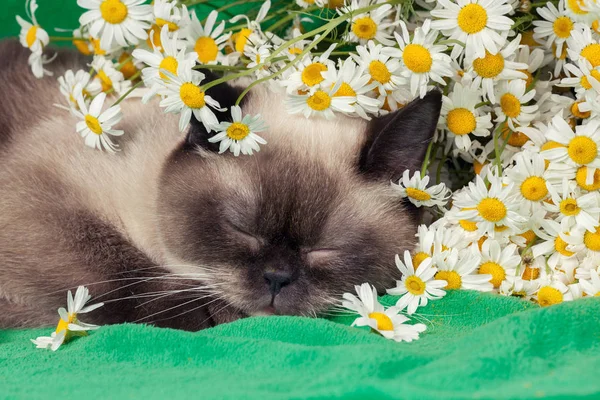 Schlafende Katze mit Blumen — Stockfoto