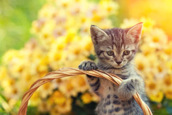 Маленький кошеня в саду — стокове фото