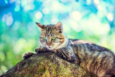 ağaç üzerinde yavru kedi yalan