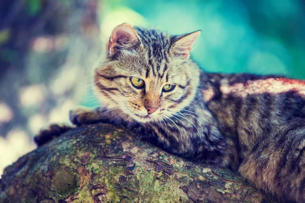 Котенок лежит на дереве — стоковое фото