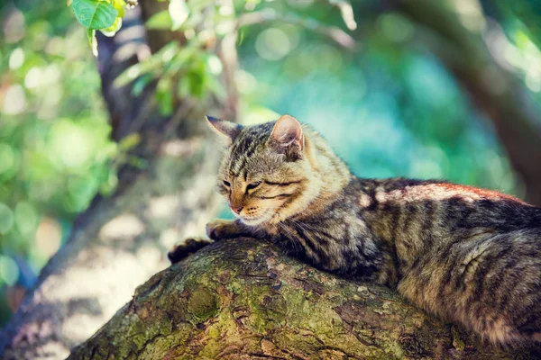 木の上の子猫の嘘 — ストック写真