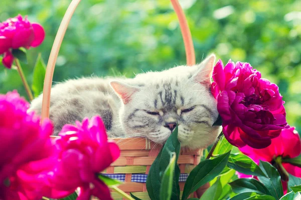 Cat sleeping in a basket with flowers — Stock Photo, Image