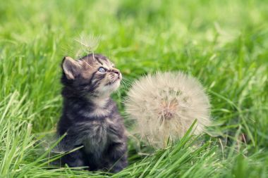 Küçük kedi yavrusu yanındaki büyük bir karahindiba çimenlerin üzerinde yürüyüş