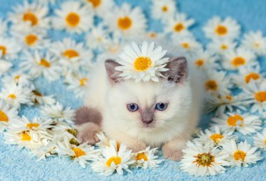 Papatya çiçeği üzerinde oturan sevimli küçük renk nokta kedi yavrusu