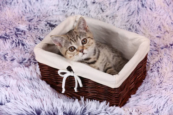 Lttle Kitten Sitting Basket Looking Camera — Stock Photo, Image