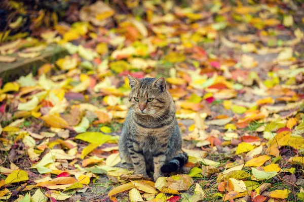 Gato Sentado Nas Folhas Outono — Fotografia de Stock