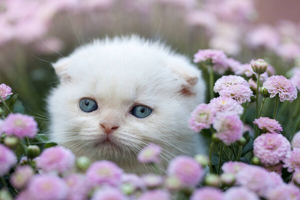 котенок сидит в цвете
