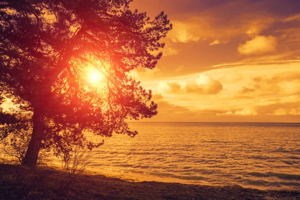 Pine tree near sea at purple sunset — Stock Photo, Image