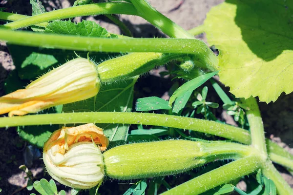 Flowering Ripe Zucchini Courgette Vegetable Garden — Stock Photo, Image