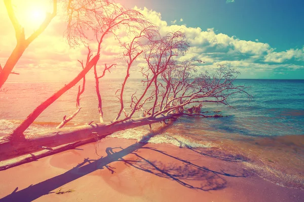 Spiaggia deserta selvaggia con alberi morti caduti — Foto Stock