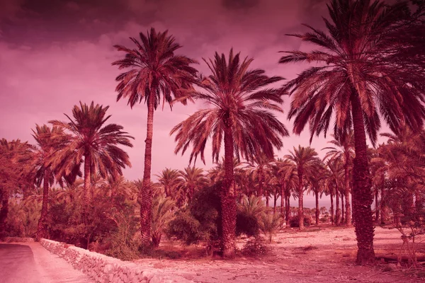 Palmy Przeciwko Zachód Słońca Niebo Zwrotnik Wieczorny Krajobraz Marsala Kolor — Zdjęcie stockowe