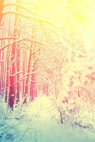Πεύκο Χιονισμένο Δάσος Χειμώνα Στο Ηλιοβασίλεμα Κίτρινο Κόκκινο Μπλε Ντεγκραντέ — Φωτογραφία Αρχείου