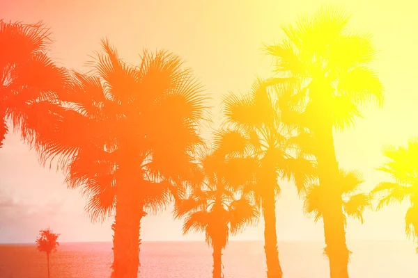 Puesta Sol Mágica Sobre Una Playa Tropical — Foto de Stock