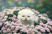 Картина, постер, плакат, фотообои "cute little kitten hiding in flowers on the lawn", артикул 176670544