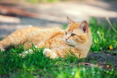 Kırmızı kedi çim üzerinde yalan