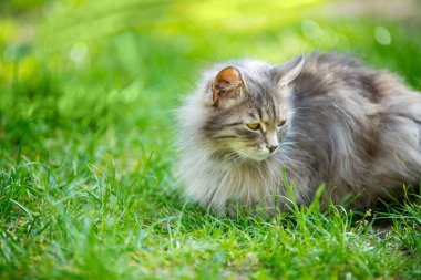 Sibirya Gri kedi çim üzerinde yalan