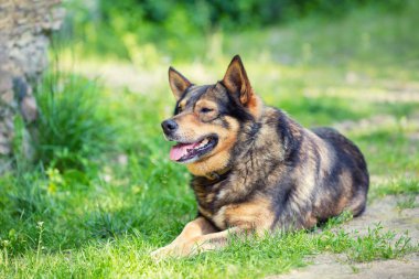 Safkan köpek çim üzerinde yalan portresi