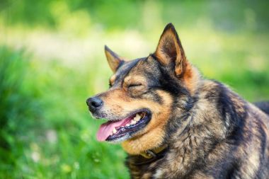 Safkan köpek açık havada portresi
