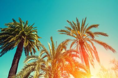 Palmiye ağaçları gökyüzü gün batımında karşı