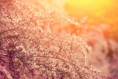Çiçek açması Tamaricaceae dalları. Tamarix meyeri boiss.