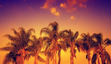 Palmiye ağaçları gökyüzü günbatımı gökyüzü karşı karşı