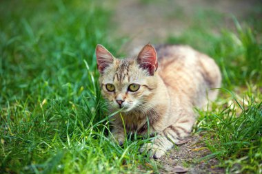 kedi çimenlerin üzerinde rahatlatıcı