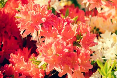 Bahçede Rhododendron çiçekleri