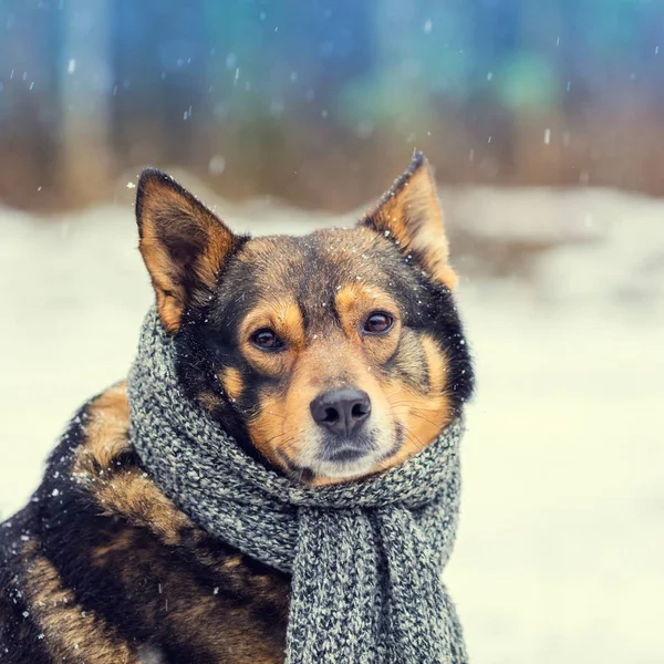 Portrait Dog Knitted Scarf Tied Neck Walking Blizzard Outdoors — Stock Photo, Image