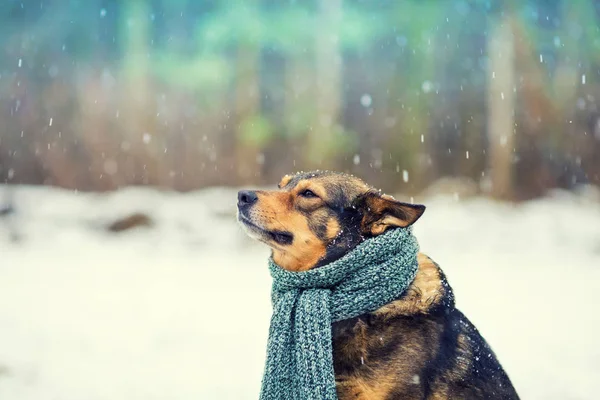 Portrait Dog Knitted Scarf Tied Neck Walking Blizzard Outdoors — Stock Photo, Image
