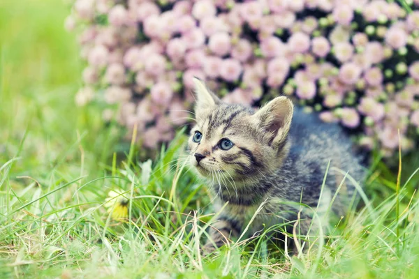 Маленький Котенок Прогуливается Саду — стоковое фото