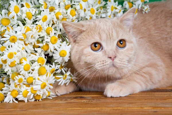 Porträt Der Katze Mit Blumen — Stockfoto