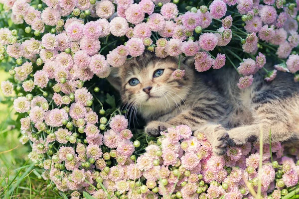 Gatinho Bonito Escondendo Flores Gramado — Fotografia de Stock