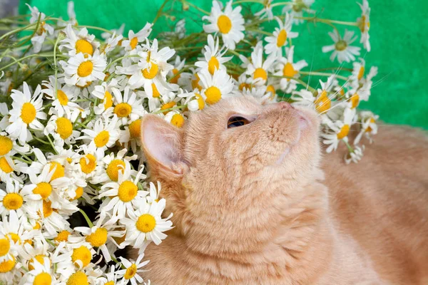 Porträt Der Katze Mit Blumen — Stockfoto