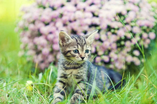 Bahçede Yürüyen Küçük Kedi Yavrusu — Stok fotoğraf