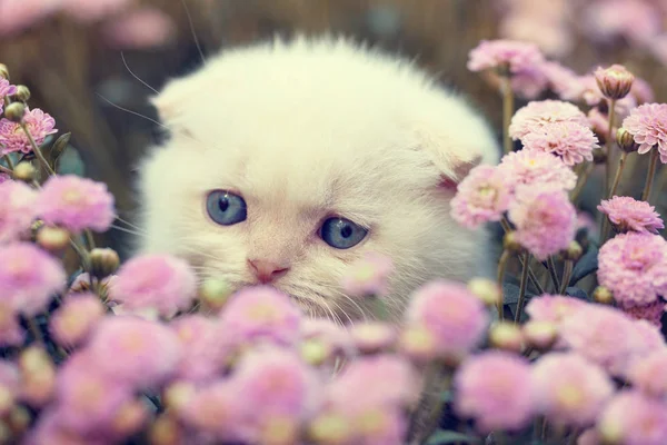 Aranyos Kis Cica Bujkál Füvet Virágok — Stock Fotó