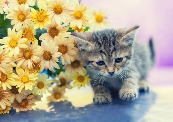 Porträtt Den Lilla Kattungen Med Blommor Utomhus — Stockfoto