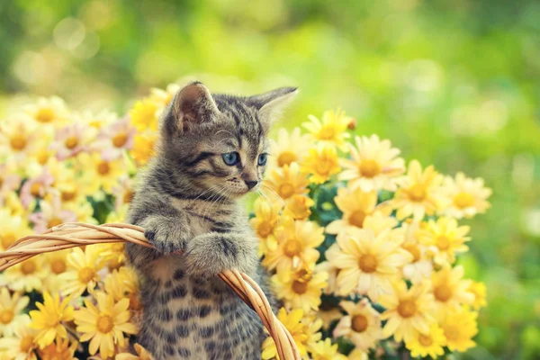 Kleines Kätzchen Garten Mit Blumen Auf Dem Hintergrund — Stockfoto