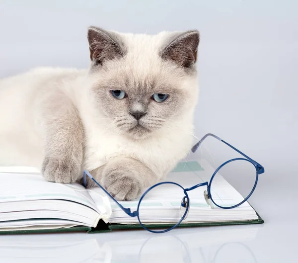 Ritratto Gatto Affari Con Grandi Occhiali Sdraiato Sul Libro — Foto Stock