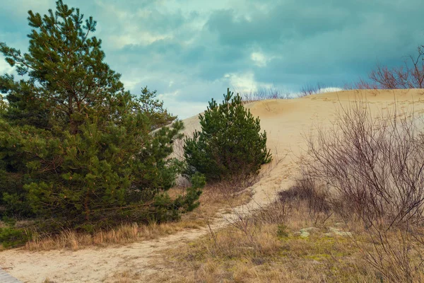 Parnidis 沙丘斜坡在秋季 Neringa 立陶宛 — 图库照片