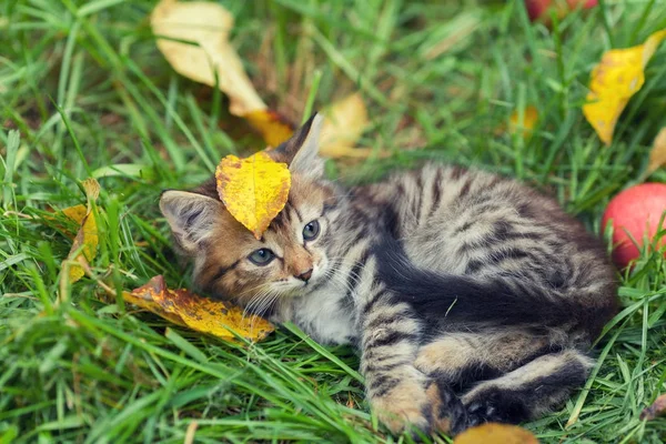 Petit Chaton Couché Sur Herbe Avec Des Feuilles Tombées — Photo