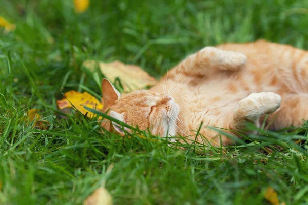 Pequeno Gatinho Vermelho Dormindo Nas Costas Grama — Fotografia de Stock