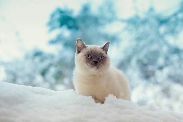 Gato Sentado Una Nieve Bosque Invierno — Foto de Stock