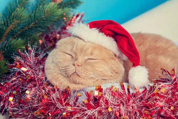 Kat Dragen Kerstmuts Slapen Een Mand — Stockfoto