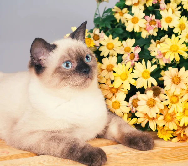 Portret Van Kat Met Bloemen — Stockfoto