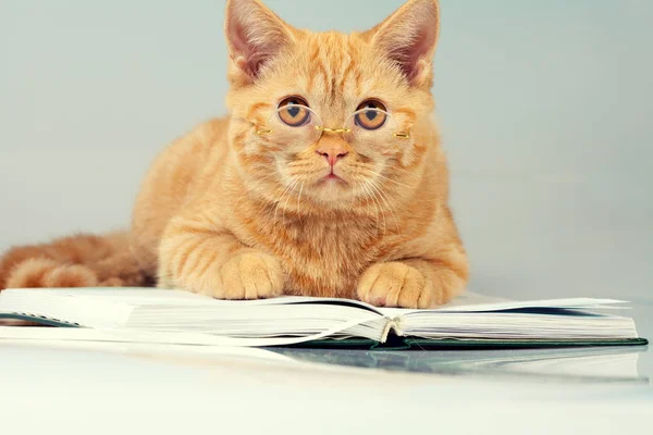 Красная Кошка Очках Лежит Книге — стоковое фото